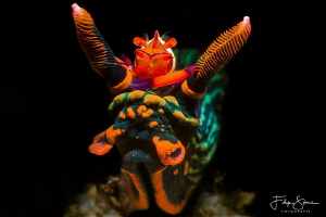 Variable neon slug with emperor shrimp, Puerto Galera, Th... by Filip Staes 